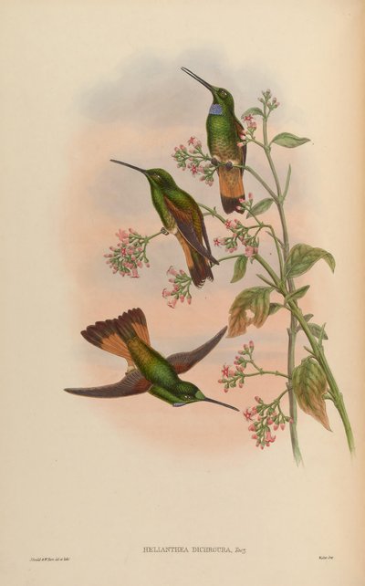 A Trochilidae vagy a kolibri család monográfiája alkotó: John Gold